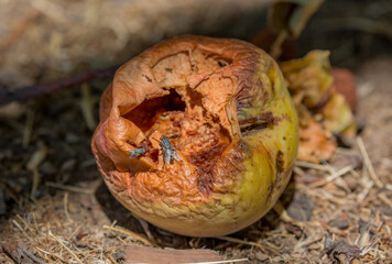 Rotten spoiled apples lying on the ground. The worm crawls over the apple.