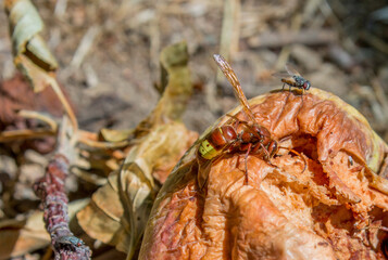 Rotten spoiled apples lying on the ground. The worm crawls over the apple.