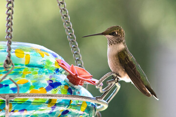 hummingbird at resting at colorful hummingbird feeder