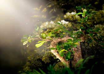 Fantasy Bonsai carmona Tree growing in magical elf Forest, blooming fairy tale green garden, fairytale glade in elven magic dreamy wood in early morning with dawn rays. - obrazy, fototapety, plakaty