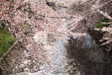 桜７