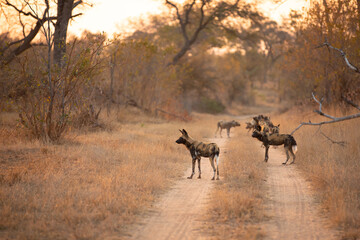 A pack of african wild dogs ( Lycaon Pictus) in the evening sun, Sabi Sands Game Reserve, South Africa.