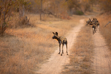 A pack of african wild dogs ( Lycaon Pictus) in the evening sun, Sabi Sands Game Reserve, South Africa.