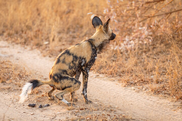 African wild dog ( Lycaon Pictus) pooping, Sabi Sands Game Reserve, South Africa.