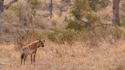 Naklejka na ściany i meble A spotted hyena (Crocuta crocuta) in the early morning light, Sabi Sands Game Reserve, South Africa.