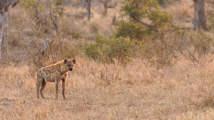 A spotted hyena (Crocuta crocuta) in the early morning light, Sabi Sands Game Reserve, South Africa.
