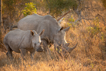 Fototapeta premium White rhinoceros with a calf (Ceratotherium simum) in the early morning light, Sabi Sands Game Reserve, South Africa.