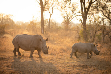 Fototapeta premium White rhinoceros with a calf (Ceratotherium simum) in the early morning light, Sabi Sands Game Reserve, South Africa.