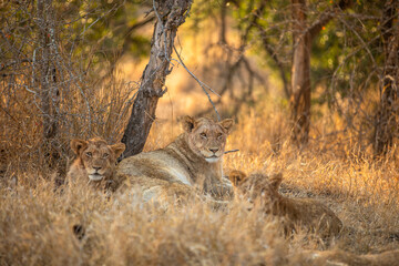 A lion pride ( Panthera Leo) resting near a river, Sabi Sands Game Reserve, South Africa.