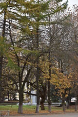 trees in the park