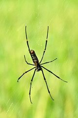 closeup the black yellow spider insect with web in the farm soft focus natural green brown...