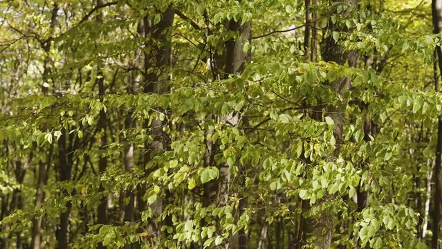 Yellowish-green Dogwood Tree Leaves Swaying In The Wind In The Forest