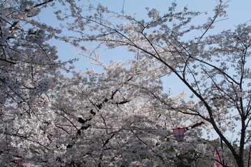 桜５