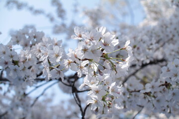 桜９
