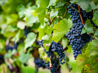 Reife Weintrauben am Weinstock