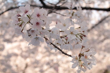 桜１０