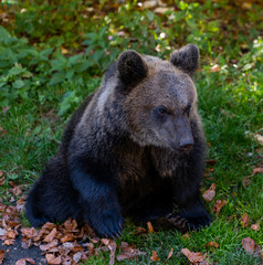 view of a young European brown bear in the Fagaras mountains of Romania