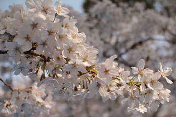 桜１２