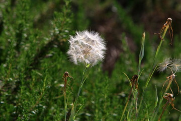 Dandelion blooms in a forest clearing.