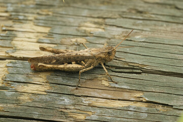 Closeup on an adult European Bow-winged grasshopper, Chorthippus biguttulus group