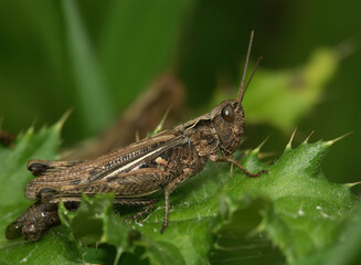 Closeup on an adult European Bow-winged grasshopper, Chorthippus biguttulus group