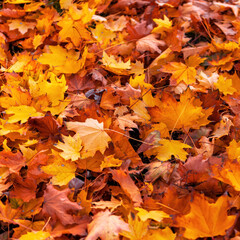 Fototapeta na wymiar Colorful autumn leaves photo background