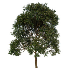 Front view tree (Red Lucky Seed 1) png