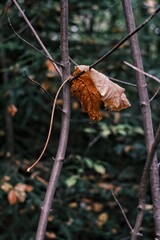 falling old leave lying on branches, autumn forest background 