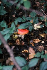 mushroom amanita muscaria in autumn forest, holistic medicine 
