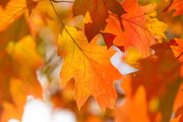 Naklejka na ściany i meble Colorful autumn leaves photo background