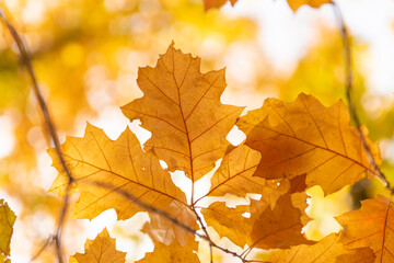 Naklejka na ściany i meble Colorful autumn leaves photo background