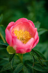 nice peony in the garden