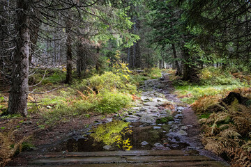Footpath in coniferous forest, Dill valley, High Tatras mountain, Slovakia