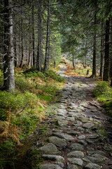 Obraz premium Footpath in coniferous forest, Dill valley, High Tatras mountain, Slovakia