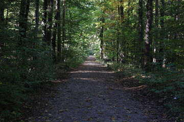 Wald, Waldweg, Weg, Laubwald, Bäume, Mischwald