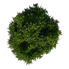 Obraz premium Top view tree (Horse chestnut 3) png