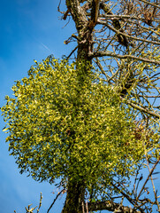 Obstbaum mit vielen Misteln