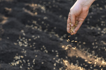 Close-up woman's hand planting winter oats in the field. Planting winter crops. World hunger concept