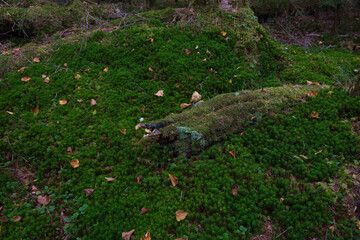 Moss in the forest around Shirakoma Pond