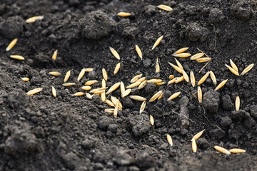 Close-up of winter oats on the ground. Planting winter crops. World hunger concept