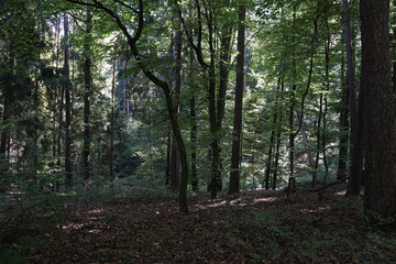 Obraz premium Wald, Waldweg, Weg, Laubwald, Bäume, Mischwald