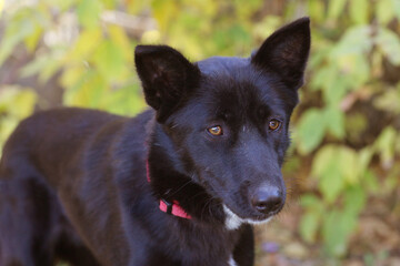 black dog full closeup on green grass background