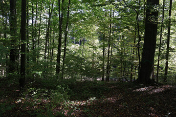 Obraz premium Wald, Waldweg, Weg, Laubwald, Bäume, Mischwald