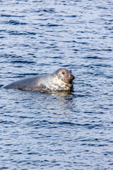 Fototapeta premium A seal hauled out on a submerged rock but refusing to move for a rising tide at Machrihanish on the Kintyre Peninsula, Argyll & Bute, Scotland UK