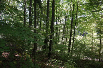 Wald, Waldweg, Weg, Laubwald, Bäume, Mischwald