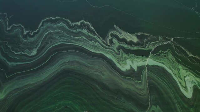 Look down raise above dark green algal bloom water
