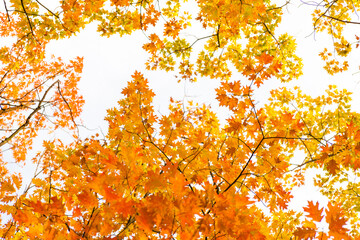 Colorful autumn leaves photo background