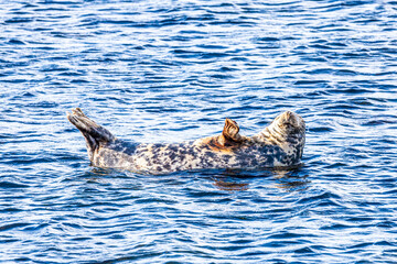 Fototapeta premium A seal hauled out on a submerged rock but refusing to move for the rising tide at Machrihanish on the Kintyre Peninsula, Argyll & Bute, Scotland UK