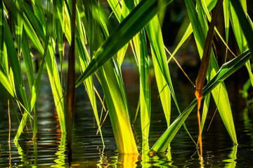 Obraz premium Tropenwasser - Close up