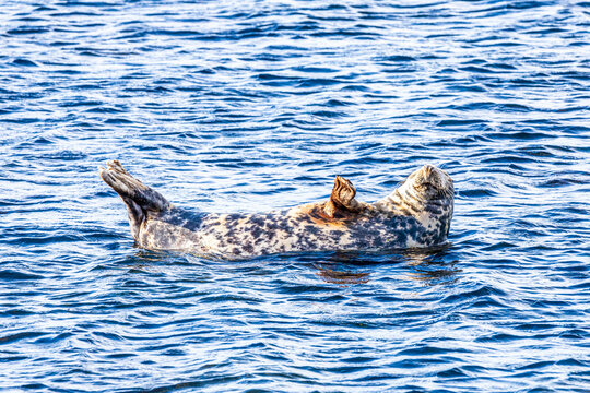 A Seal Hauled Out On A Submerged Rock But Refusing To Move For The Rising Tide At Machrihanish On The Kintyre Peninsula, Argyll & Bute, Scotland UK